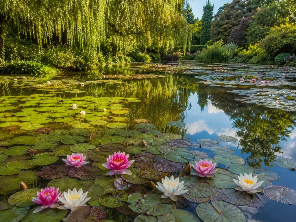 Seerosenbecken in Blüte in Giverny